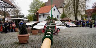 Gleich ist es soweit, und der Dagersheimer Maibaum steht.